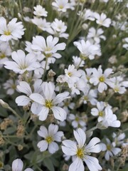 white flowers in the garden