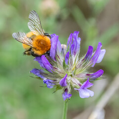 bourdon - abeille - guêpe sur une fleur
bumblebee - bee - wasp on a flower