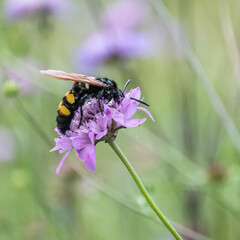 bourdon - abeille - guêpe sur une fleur
bumblebee - bee - wasp on a flower