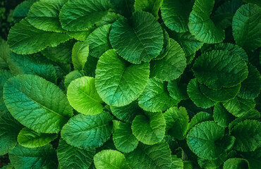 Naklejka na ściany i meble Round, green leaves of grass as a backdrop