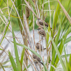 Oiseau bec de plomb perchés - birds 