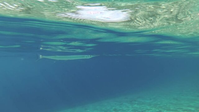 Needlefish slowly swims in the blue water surface in sun rays