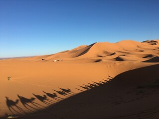 Fototapeta na wymiar Camel caravan cruising, the Sahara Desert