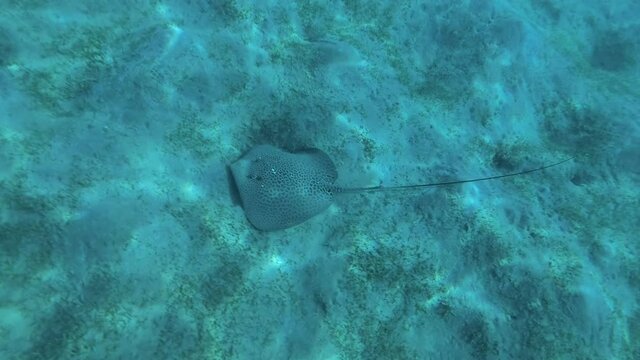 Slow motion, Longtail Stingray (Himantura uarnak) slowly swims over sandy bottom covered with green sea grass. High-angle shot, Camera moving forwards. Red sea, Egypt