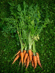 Bunch of freshly harvested orange carrots with green tops laying on a grass. Straight from the...
