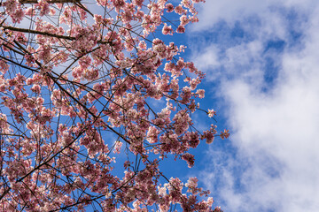 Cherry blossoms teree in full bloom spring time with cloudy sky.