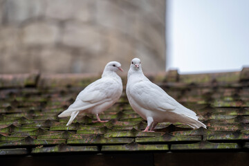 Two white dove sitting on a old roof tiles in a mountain village near the city of Danang, Vietnam