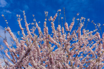 Fototapeta na wymiar Cherry blossoms teree in full bloom spring time with cloudy sky.