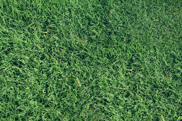 Texture grass background, beveled grass © Molibdenis-Studio
