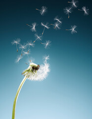 Dandelion seeds blowing on blue background