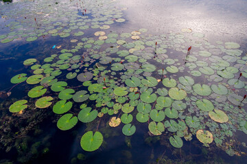 selective focus and partially blur of Taiping Lake Gardens which is located in Malaysia and one quarter of the country's tourist attractions. Reflection in water.