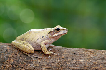 striped tree frog, yellow tree frog on the branch