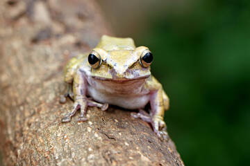 striped tree frog, yellow tree frog on the branch