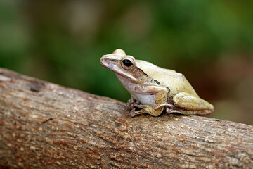 striped tree frog, yellow tree frog on the branch