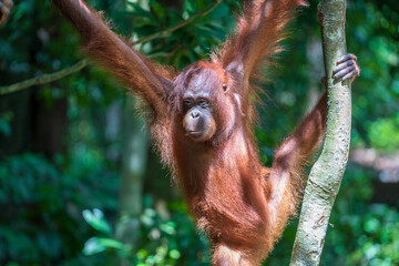 Fototapeta premium Wild orangutan in rainforest of Borneo, Malaysia. Orangutan mounkey in nature