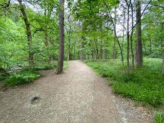 Wide path, past old trees and plants in, Hardcastle Crags, Hebden Bridge, UK