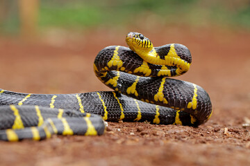 Obraz premium boiga dendrophila, ring gold snakes