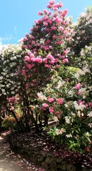 flowers in the garden