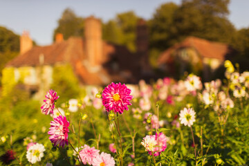 Fototapeta na wymiar Pink and white flowers growing in sunny garden