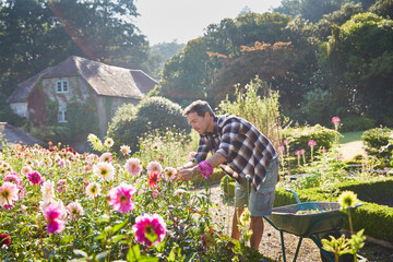 Man pruning flowers in sunny garden