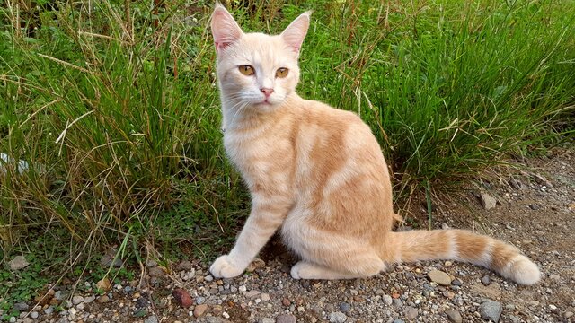 A Javanese cat with white and brown fur and head. The type of cat that only lives in Southeast Asia