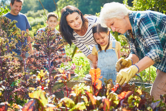 Multi-generation family in vegetable garden