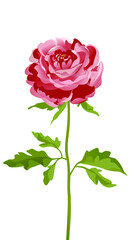 Vector peony flower, rose flower. Greeting card with pink peonies. © Warxar