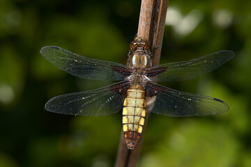 Detailed image of the body patterns of a female broad bodied chaser dragonfly.