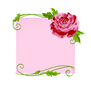 Vector peony flower, rose flower. Greeting card with pink peonies.