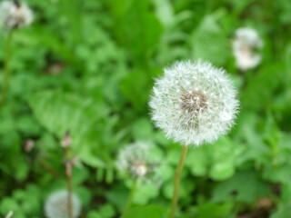 one stand white dandelion velvety on a green background