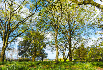 Obraz premium Landscape View of One Tree Hill Park Auckland New Zealand 