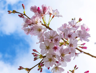Obraz premium Blomming Pink Cherry Blossom Flowers at One Tree Hill Park, Auckland New Zealand; Sakura Flowers