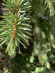water droplets on a pine tree