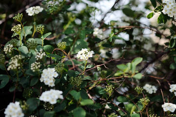 White cherry flowers close-up in the sunshine