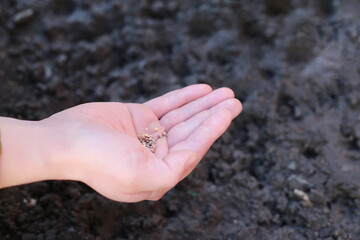 male hand with seeds. a farmer holds vegetable seeds in his hands for planting on a bed against the background of the dug up land.