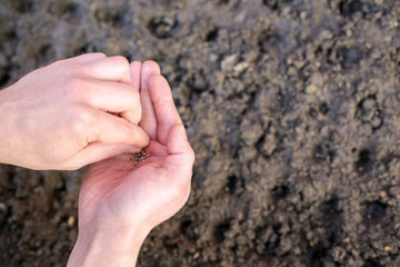 a male farmer holds seeds for planting in the palm of his hand. plant seeds in the garden.