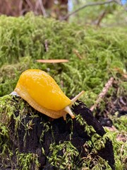 Yellow Banana Slug in Redwood Forest in North America. Natural habitat. Ariolimax dolichophallus. Pacific Banana Slug. California. USA