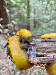 Yellow Banana Slug in Redwood Forest in North America. Natural habitat. Ariolimax dolichophallus. Pacific Banana Slug. California. USA