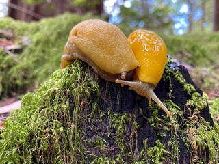 Yellow Banana Slugs in Redwood Forest in North America. Natural habitat. Ariolimax dolichophallus. Pacific Banana Slug. California. USA