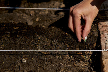 Female hands sowing seeds
