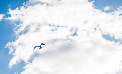Bird (seagull) flies in the sky against a white cloud