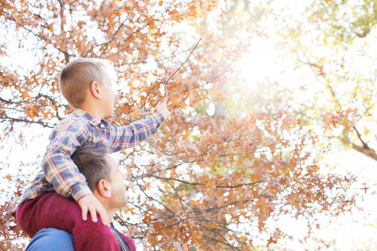 Father carrying son on shoulders reaching for autumn leaves