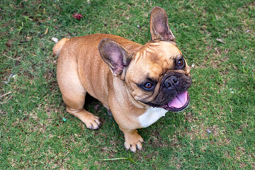 Obraz premium Pet animal; cute french bulldog