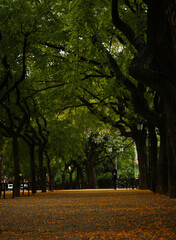 A beautiful promenade of trees, colored with yellow flowers falling one behind on the ground at the time of autumn