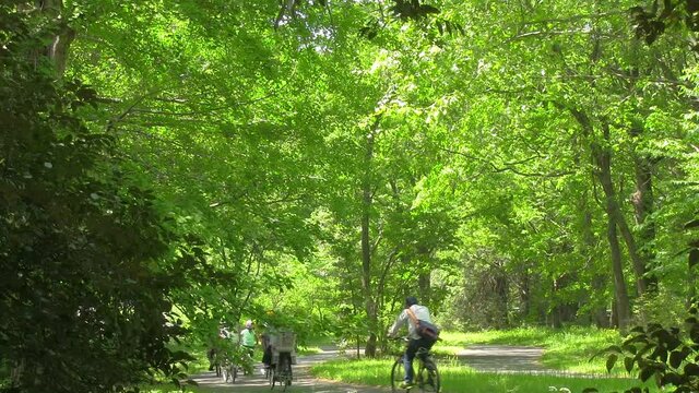 新緑のサイクリングコース