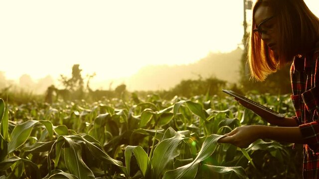 Young woman farmer with digital tablet Checking the integrity of the corn field of agriculture.
