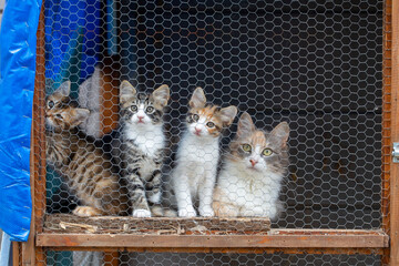 Animal shelter, street cat in cage