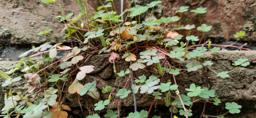 Irish four-leaf trifolium repens for patricks day.