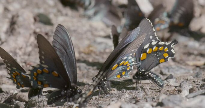 butterflys at puddle party on rocks