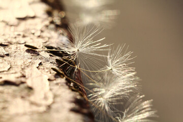 Dandelion seed on an old surface with peeling paint